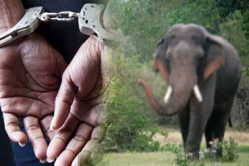 காட்டு யானையை சுட்டுக் கொன்ற நபர் கைது
