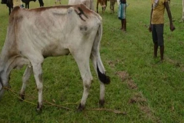 தமிழர் பகுதியொன்றில் தொடர்ச்சியாக திருடப்படும் மாடுகள்!