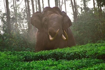 முல்லைத்தீவில் பரிதாபமாக உயிரிழந்த கொம்பன் யானை