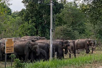 කාවන්තිස්ස නැතිව තනිවූ ගල්ගමුවේ අලි රංචුව - හදවත සසළ කරන සංවේදී දර්ශනයක්