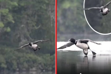 viral video: விமானத்தை போல் தண்ணீரில் இறங்கும் பறவை... வியப்பூட்டும் காட்சி