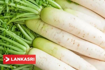 முள்ளங்கியில் இத்தனை மருத்துவ பயன்களா ? இவ்வளவு நாள் இது தெரியாம போச்சே!