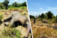 முல்லைத்தீவில் மர்மமான முறையில் உயிரிழந்த யானை