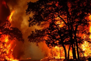 உத்தராகாண்ட் மாநிலத்தில் காட்டுத்தீ!