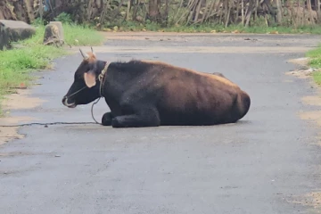 வீதிகளில் கால்நடைகளை கட்டினால் சட்ட நடவடிக்கை: வலி. மேற்கு பிரதேச சபை எச்சரிக்கை