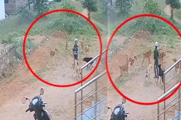 சிறுவனை விடாமல் துரத்திய 8 தெரு நாய்கள் - வெளியான அதிர்ச்சி வீடியோ