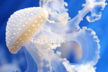 ජෙලිෆිෂ් මතස්‍යන් ගෑවී දස දෙනෙකු රෝහලේ...