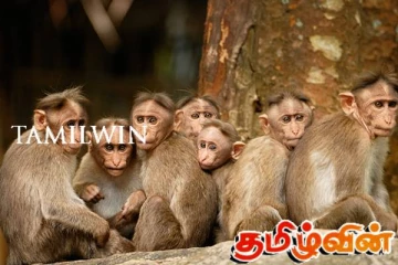 இலங்கையில் மனிதர்கள் மத்தியில் வசிக்கும் ஆயிரக்கணக்கான குரங்குகள்