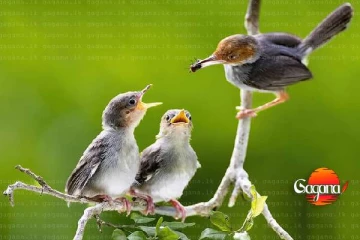 නිමක් නොවන දරු සෙනෙහසේ අරුමය කියන '' අම්මා ''