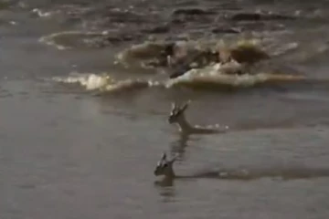 ஆபத்து தெரியாமல் துள்ளி குதித்து ஓடிய குட்டி! உயிரை கொடுத்து காப்பாற்றிய தாய்….இதயத்தை நொறுக்கிய பாசம்