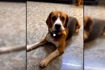 நா உன்ன 5 கிலோ 50 ரூபாய்க்கு வித்துறட்டா? நாய் கொடுத்த ஷாக் ரியாக்ஷன்!