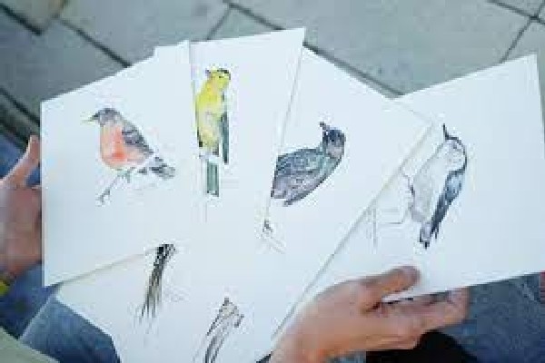 நாள்தோறும் ஒரு பறவைகள் படத்தை வரையும் கனடிய பெண் ... | Meredith Blunt Sketch A Bird A Day Challenge