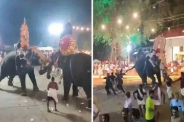 கோவில் விழாவில் மோதிக்கொண்ட யானைகள்; அலறியடித்து ஓடிய பக்தர்கள் - வைரல் Video!