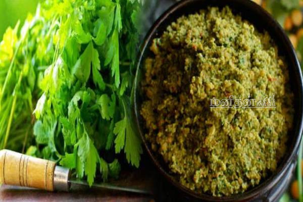 கல்லீரல் பிரச்சினைகளை சரிச் செய்யும் துவையல்.. இந்த இலை போட்டு செய்ங்க- அற்புத பலன்கள் | Kothamalli Thogayal Recipes In Tamil