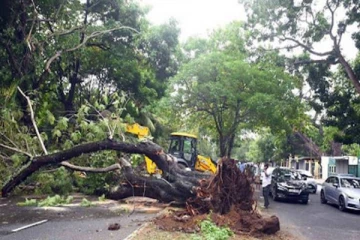 இலங்கையில் உள்ள ஆபத்தான மரங்கள் தொடர்பில் அரசாங்கம் எடுத்த அதிரடி முடிவு!
