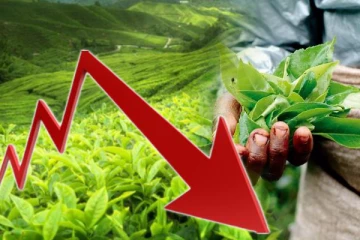 கடந்த நான்கு மாதங்களில் இலங்கை தேயிலை உற்பத்தி 20 வீதம் குறைவு