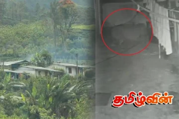 ஹட்டனில் வீடுகளை நெருங்கி வரும் மலைப்புலிகள்: பெரும் அச்சத்தில் தோட்ட மக்கள்