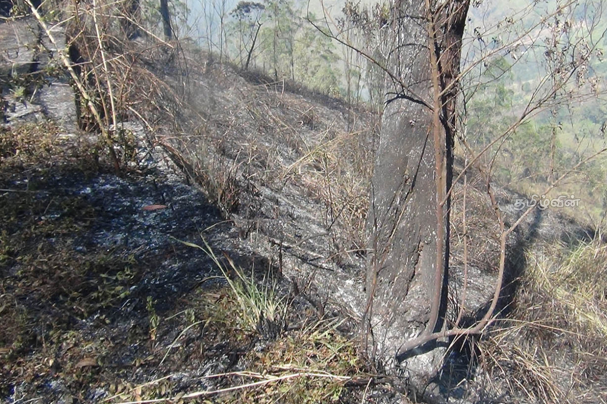 டெவோன் நீர்வீழ்ச்சி சுற்றுவட்டப் பகுதியில் தீப்பரவல்! | Fire Spreads Around Devon Falls