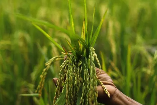 புதிய அரிசியை விவசாயிகளுக்கு அறிமுகப்படுத்த நடவடிக்கை! | Measures To Introduce New Rice To Farmers
