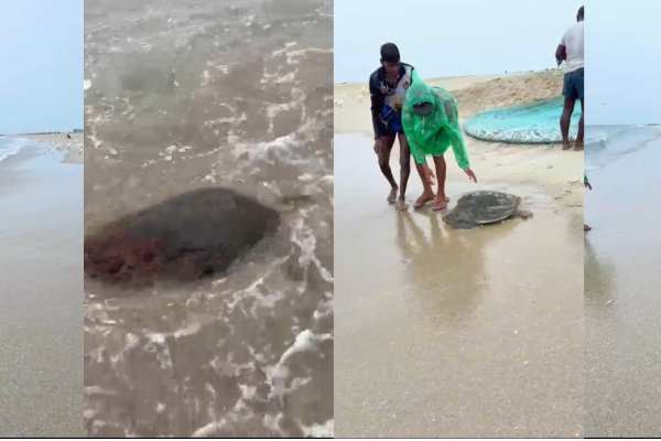 வாயில் தூண்டிலுடன் வலையில் சிக்கிய அரிய வகை கடல் ஆமை | Kadal Aamai Meetpu வாயில் தூண்டிலுடன் வலையில் சிக்கிய அரிய வகை கடல் ஆமை | Kadal Aamai Meetpu