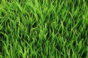 තණකොළ වගා කර ඉහල මිලක් ලබා ගන්න - මෙන්න සුපිරි අවස්ථාවක්..කිලෝවක මිල..