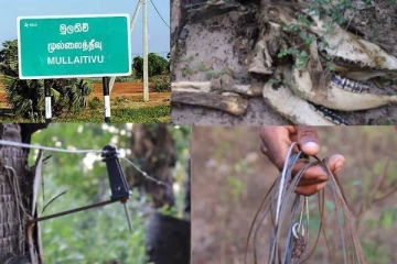 தமிழர் பகுதியில் மின்சார வேலியால் உயிரிழக்கும் கால்நடைகள்: பண்ணையாளர்கள் கவலை