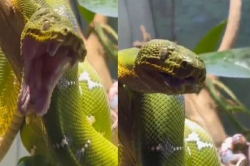 பாம்பு கொட்டாவி விடும் அரிய காட்சியை பார்த்துள்ளீர்களா? வைரலாகும் காணொளி!