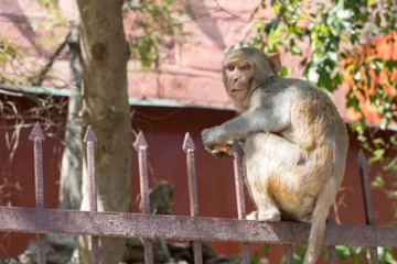 விளையாடிக் கொண்டிருந்த குழந்தையை கடித்துக் குதறிய குரங்குகள்... ஒரு பயங்கர சம்பவம்