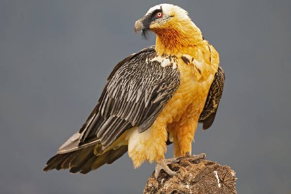 எலும்புகளை‌ அப்படியே விழுங்கும் கழுகுகள்! அசர வைக்கும் வாழ்க்கை முறை | Bone Eater Eagles How To Eat Whole Bone
