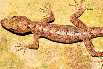 ඔබත් අතිශය සැලකිලිමත්වන්න..! හූනකු නිසා පවුලක්ම අවසන් ගමන් යයි..!