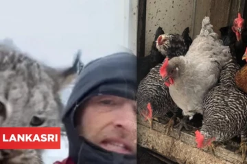 கோழிகளைக் கொன்ற காட்டுப்பூனையைப் பிடித்த விவசாயி: அவர் செய்த செயலை அறிந்தால் ஆச்சரியப்படுவீர்கள்!