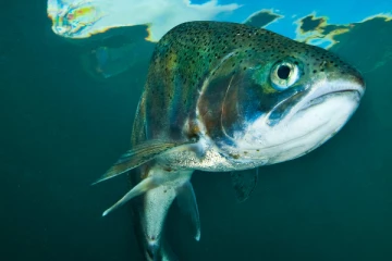 மனிதர்களைப் போலவே பற்கள் உடைய மீன்: ஆச்சரியத்தை ஏற்படுத்திய புகைப்படம்