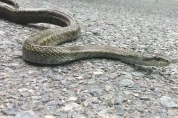 புகுஷிமா அணுசக்தி பேரழிவின் தாக்கம் - கண்காணிப்பில் ஈடுபடும் பாம்புகள்