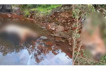 கடந்த 3 ஆண்டுகளில் 11 பேரைக் கொன்ற கொடிய மிருகம் - அதிகாரிகள் பிடித்தது எப்படி?