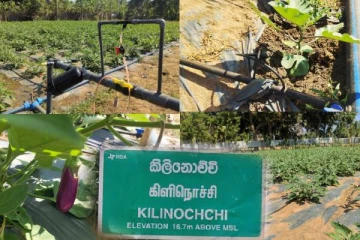 தமிழர் பகுதியில் 90 வீதம் நீரை மீதப்படுத்தும் பயிர்ச்செய்கை