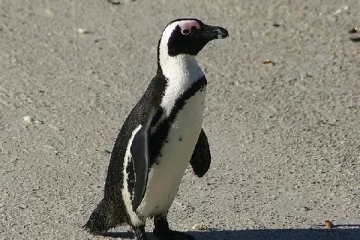 ஆப்பிரிக்க பென்குயின்கள் அழிவின் விளிம்பில்