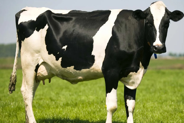 அடிக்கடி கனவில் விலங்குகள் வருகினறதா? அர்த்தத்தினை கட்டாயம் தெரிஞ்சிக்கோங்க | What Does It Mean Animals In Your Dreams அடிக்கடி கனவில் விலங்குகள் வருகினறதா? அர்த்தத்தினை கட்டாயம் தெரிஞ்சிக்கோங்க | What Does It Mean Animals In Your Dreams