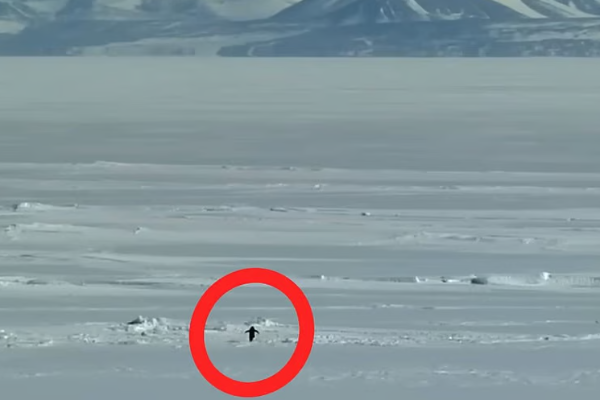 ஒரே நாளில் உலகளவில் ட்ரெண்டான ஒற்றை பென்குயின் ; வியப்பிலும் குழப்பத்திலும் இணையவாசிகள் | Penguin Documentary Trending Single Penguin