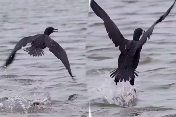 Viral Video: கஷ்டப்பட்டு வேட்டையாடிய மீன்... கடைசி நேரத்தில் பறவையின் பரிதாபம்