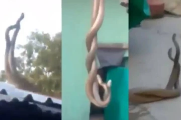 ஒன்றாக பின்னிப்பிணைந்து நடனமாடிய பாம்புகள்- ஆனால் உண்மை என்ன தெரியுமா? வைரல் காட்சிகள்