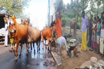 தமிழர் பகுதியில் இடம்பெற்ற பட்டிப்பொங்கல் விழா