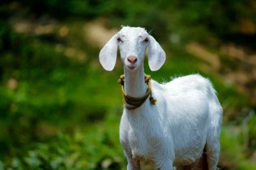 அசைவம் சாப்பிட்டு விட்டு கோயிலுக்கு செல்லலாமா?