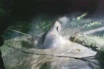 குழிக்குள் விழுந்த யானையை மீட்டது எப்படி? சிலிர்க்க வைக்கும் வைரல் காட்சி