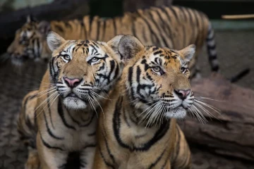 தாய்லாந்து பூங்காவில் இரு வாரங்களில் 72 புலிகள் மர்ம மரணம்