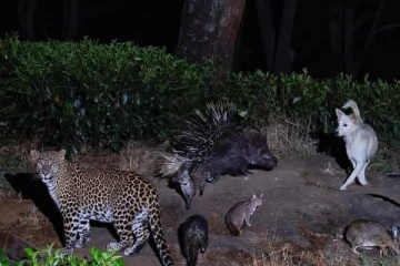 ஒரே புகைப்படத்தில் பல இன விலங்குகள்: அதிகம் பகிரப்படும் படம்