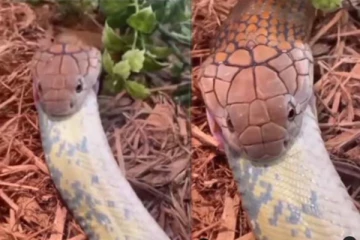 பாம்பு மற்றொரு பாம்பை விழுங்கும் திகில் காட்சி!