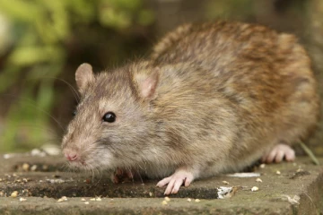 நாடாளுமன்றத்தில் புகுந்த எலியால்  தெறித்து ஓடிய எம்.பிக்கள்!