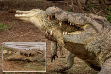 100 கிலோ முதலையை உண்ணும் 900 கிலோ ராட்சத முதலை! கமெராவில் பதிவான புகைப்படம்