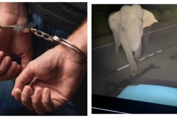 අලි පැටවාට හින්සා කළ ජීප් රථ රියදුරු අත්තඩංගුවට.. ලැබුණු දඩුවම මෙන්න.. (VIDEO)