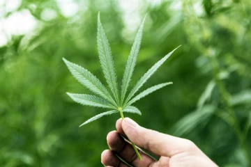 මෙරට ගංජා නීතිගත කිරීමට අවසර?